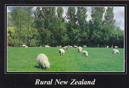 AK 215295 NEW ZEALAND - Rural New Zealand - Nouvelle-Zélande