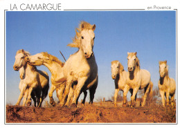 13-PAYSAGE DE CAMARGUE-CHEVAUX-N°2818-D/0057 - Other & Unclassified