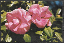 Bellingrath Gardens, Camellia Japonica, Unused - Mobile