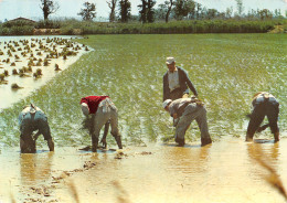 30-PAYSAGE DE CAMARGUES-RIZIERES-N°2821-A/0045 - Altri & Non Classificati