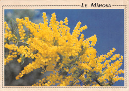 83-FLORE DE MEDITERRANEENNE-N°2821-B/0361 - Autres & Non Classés