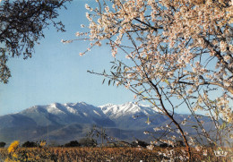 66-LE CANIGOU-N°2830-B/0297 - Autres & Non Classés