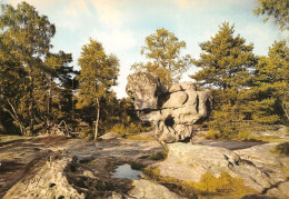 77-FONTAINEBLEAU-LA FORET-N°2831-D/0233 - Fontainebleau