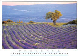 84-PAYSAGE DE PROVENCE-LA LAVANDE-N°2831-C/0271 - Autres & Non Classés