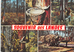 40-PANORAMA DES LANDES-N°2833-C/0019 - Other & Unclassified