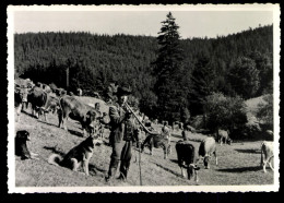 Finsterbergen/Thür. Wald, Rinder Auf Der Weide - Other & Unclassified