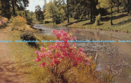 R172655 Old Postcard. A Lake And Forest. Salmon. 1976 - World