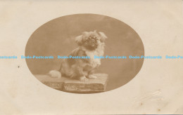 R172698 Old Postcard. A Dog - Monde