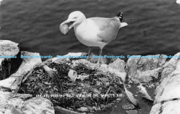 R173814 Ark. 33. Herring Gull Stealing The Gannets Egg. Friths Series - Monde