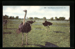 AK Straussen Der South Pasadena Ostrich Farm Auf Der Wiese  - Oiseaux