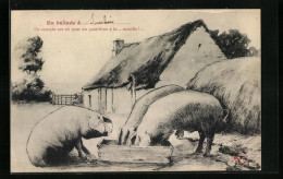 Künstler-AK Drei Schweine Vor Einem Haus Am Futtertrog  - Pigs