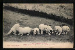 AK Sieben Pyrenäenberghund-Welpen In Einer Reihe  - Dogs