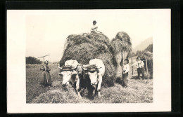 AK Ochsengespann Bei Der Heuernte  - Cows