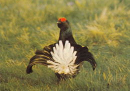 OISEAUX  COQ DE BRUYERE - Birds