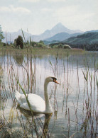 OISEAUX  CYGNE - Birds