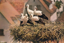 OISEAUX  LES CIGOGNES - Oiseaux