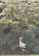 OISEAUX  LES CIGOGNES - Birds