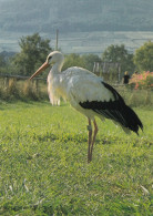 OISEAUX  LES CIGOGNES - Birds