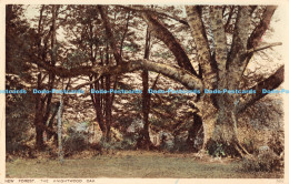 R174540 New Forest. The Knightwood Oak. Photochrom - Monde