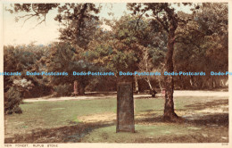R174543 New Forest. Rufus Stone. Photochrom - Monde