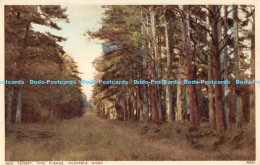 R174544 New Forest. Pine Avenue. Rushpole Wood. Photochrom - Monde