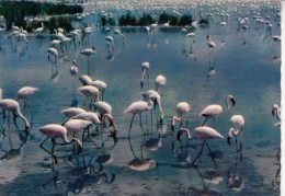 OISEAUX  LES FLAMANTS ROSES - Birds