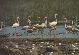 OISEAUX  LES FLAMANTS ROSES - Oiseaux