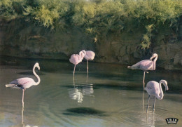 OISEAUX  LES FLAMANTS ROSES - Oiseaux