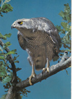 OISEAUX ACCIPITER GENTILIS - Oiseaux