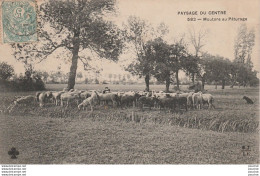 X13- PAYSAGE DU CENTRE - MOUTONS AU PATURAGE - ( MTIL 582 ) - Centre-Val De Loire