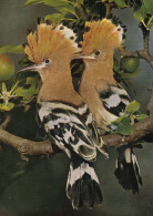 OISEAUX  HUPPES - Birds