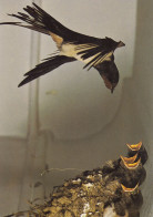 OISEAUX  HIRONDELLE DE CHEMINEE - Birds