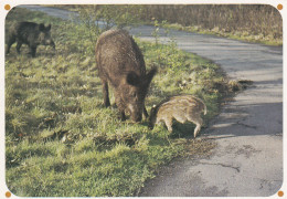 LES SANGLIERS - Pigs