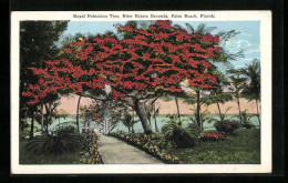 AK Palm Beach, Florida, Royal Poinciana Tree, Riter Estate Grounds  - Autres & Non Classés