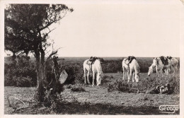 13-CAMARGUE-Chevaux-N 6005-B/0283 - Sonstige & Ohne Zuordnung