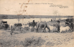 13-MAS DE L'AMAREE-Chevaux Et Taureaux Sauvages-N 6005-B/0269 - Autres & Non Classés