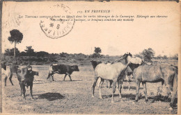 13-PROVENCE-Taureaux Et Chevaux Sauvages-N 6005-B/0265 - Other & Unclassified