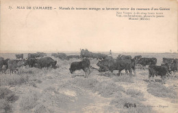 13-MAS DE L'AMAREE-Manade De Taureaux Sauvages-N 6005-B/0267 - Sonstige & Ohne Zuordnung