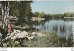 T10-87) LA HAUTE VIENNE PITTORESQUE - L 'ETANG - ( BREGERE AVEC TOUPEAU DE MOUTONS -  2 SCANS ) - Other & Unclassified