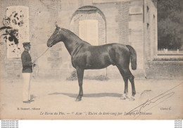 T14-61) LE HARAS  DU PIN (ORNE) " AZUR " ETALON DE DEMI SANG PAR JUVIGNY ET PLAISANCE  - ( 2 SCANS ) - Autres & Non Classés