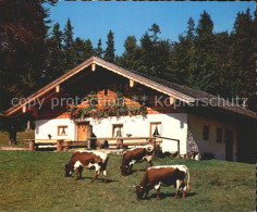 72267727 Weissbach Alpenstrasse Reiteralm Kuehe Weissbach Alpenstrasse - Sonstige & Ohne Zuordnung