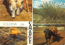 13-CAMARGUE-N°4009-C/0265 - Other & Unclassified