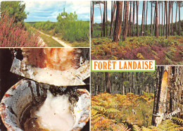 40-FORET LANDAISE-N°4012-C/0325 - Other & Unclassified