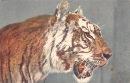 SUI-TIGRE DE SIBERIE-N°4012-E/0093 - Other & Unclassified