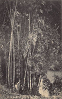 SRI LANKA - Giant Bamboos, Peradeniya Gardens - Publ. Plâté & Co. 284 - Sri Lanka (Ceylon)