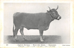 TH-VACHE GASCONNE-N 6009-B/0177 - Breeding