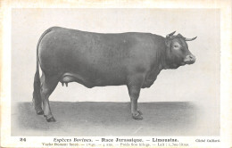 TH-VACHE LIMOUSINE-N 6009-B/0175 - Breeding