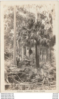  U7- CEYLAN (SRI LANKA) PALMS , CABBAGE TREE CREEK - ( ANIMEE - PERSONNAGE - PALMERAIE - 2 SCANS ) - Sri Lanka (Ceylon)