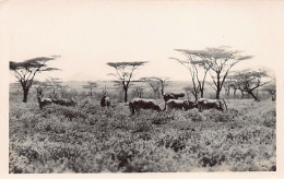 Kenya - Herd Of Antelopes - REAL PHOTO - Publ. Martin Johnson  - Kenia