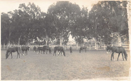 Tunisie - Haras De Sidi Thabet - CARTE PHOTO - Ed. Pavia Frères  - Tunisia